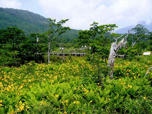 沼っ原湿原>ニッコウキスゲや高山植物が点在し、観光の名所です。