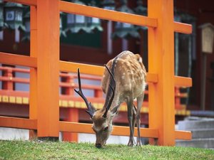 【春日大社】ホテルから車で15分