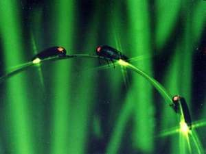 【ほたるツアー】田舎ならではの田舎体験!蛙の声に蛍の光、幻想的なホタルツアーをお楽しみ下さい。