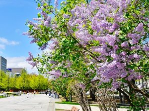 大通公園に咲くライラック