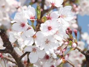 ��艷��@�����悮�ݐؘI�V���C�̏h�@���R���i�Ђ�����܂����j�̎{�ݎʐ^1