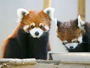 ◆旭山動物園～かわいいレッサーパンダ～