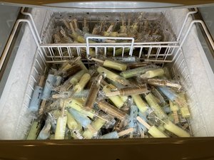 【24時間】ウェルカムアイスキャンディー食べ放題!
