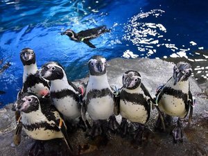 江ノ島水族館