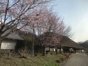 春先には敷地内に桜が咲き誇ります