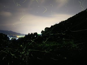 6月中旬に蛍の乱舞が見られます。