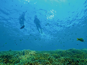 【シュノーケリングツアー】ビーチでは味わえない、綺麗な海中の世界を満喫できます