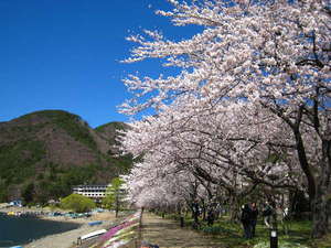 河口湖北岸の桜並木
