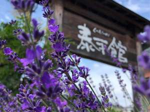 ラベンダーの季節