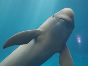 「写真提供:鳥羽水族館」スナメリさん