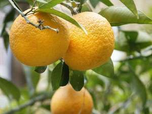 中庭に毎年、夏みかんと橙が実をつけます。