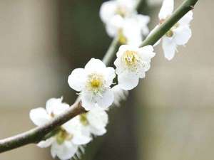 熱海梅園の梅の花は日本で一番早く咲き、街を彩ります♪