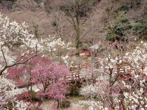 日本一早い春が楽しめる熱海梅園「梅まつり」は1月9日（土）～3月7日（日）開催