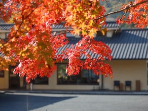 正面入り口前、駐車場には紅葉が植えられ新緑から紅葉まで楽しむ事が出来ます。