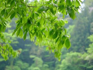 敷地内の川辺、緑豊かな環境です