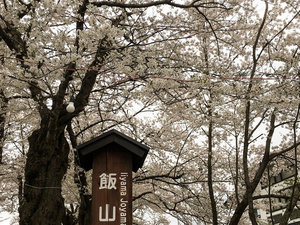 ・【周辺】飯山城址さくらまつり