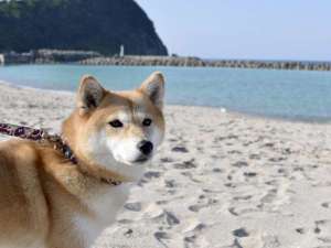 【静岡下田・白浜のペットと泊まれる宿】全室海側&海を望む貸切露天風呂 サニーステップ