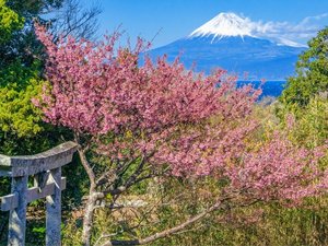 土肥桜まつり 1月18日開催