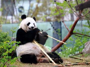 【当館から徒歩15分】パンダが人気の、日本最古の動物園「上野動物園」