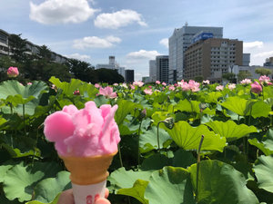 千秋公園ハスとババヘラ