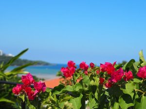 敷地内には60種類の植栽を植えており四季折々の花々をご覧いただけます