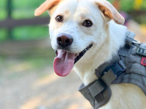 forest village ann̎{ݎʐ^1