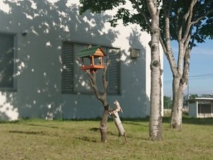 鳥さん来たワン!! (スズメ)