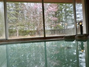 女性風呂から見える桜
