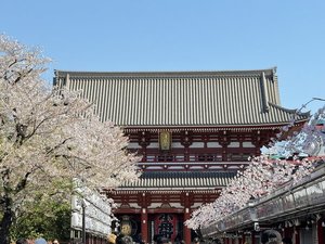 浅草寺(桜シーズン)