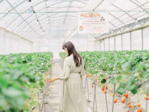 農マル園芸。立ったまま摘み取れて、様々な品種を食べ比べ。雨でもベビーカーでも大丈夫。1〜5月下旬。