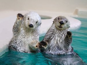 【鳥羽水族館】当施設より車で約20〜25分、ラッコ「メイ」と「キラ」に癒されるひとときを。