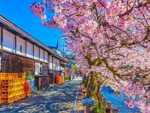【高山市内】古い町並みと桜が彩る、春の高山散策路 ホテルから車で1時間