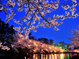 【周辺・景観】高田城観桜会