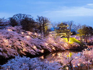 【周辺・景観】高田城観桜会