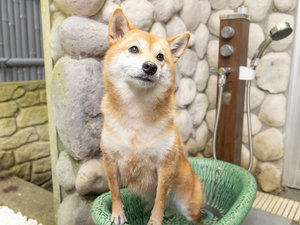 わんちゃんと一緒 貸切風呂※有料/予約制