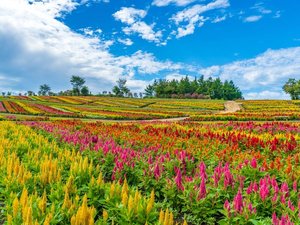 【ケイトウの花畑】