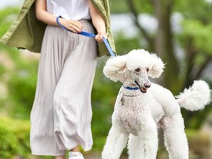 伊豆高原の閑静な別荘地で楽しくお散歩!