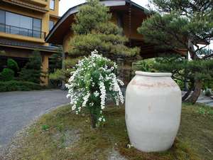 庭に咲く小でまり