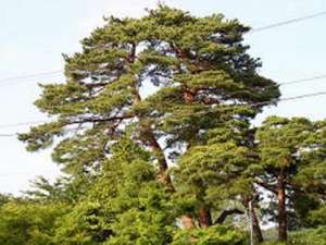樹齢300年以上の老松