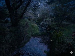 蛍