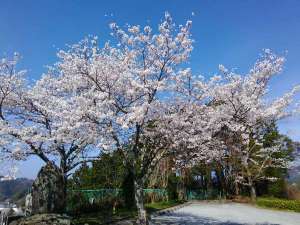 桜満開時