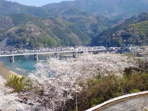 桜満開時