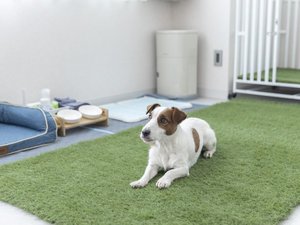 <102室 Dog Friendly Room>
