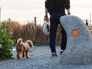 茅ヶ崎海岸はワンちゃんの人気お散歩スポット!