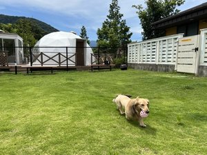 【静岡県中伊豆の貸別荘・コテージ】UFUFU VILLAGE