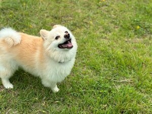 ■MIASA BASEの隣にはドッグランも完備※ペットはMIASA BASE≪2と3と4≫にご宿泊の場合のみ可