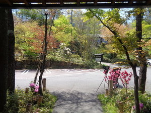 新緑の時期