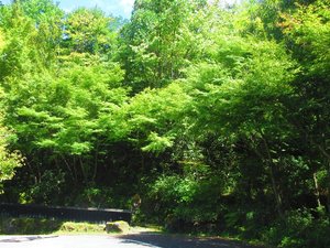 緑溢れる春