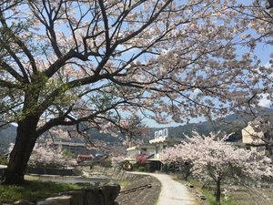 夜市川の桜