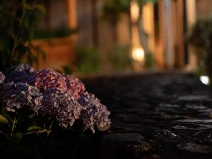 風情のある石畳を彩る四季折々の草花
